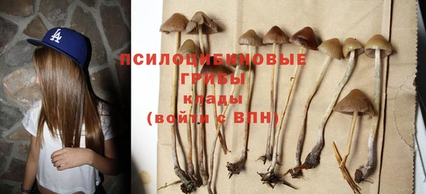 прущие грибы Гусев